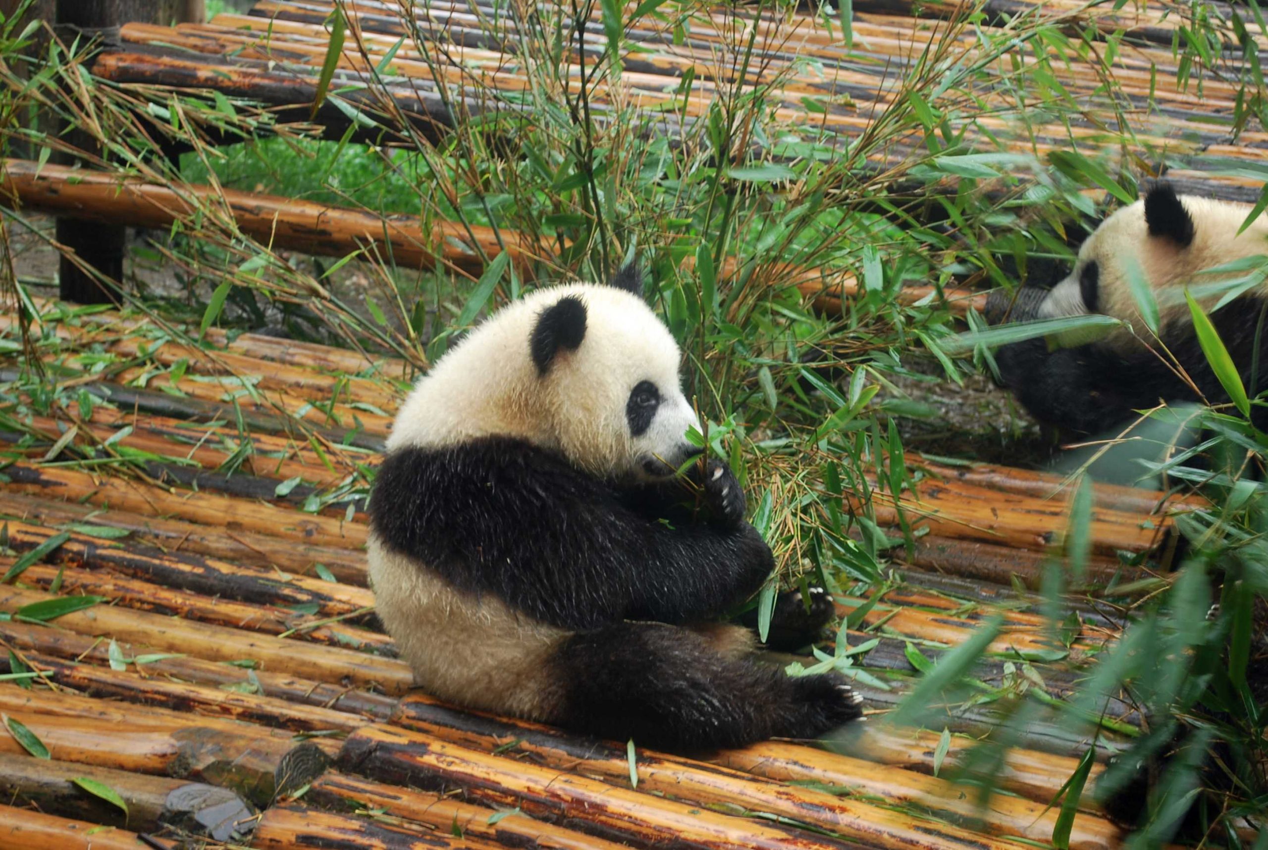 第一次带小盆友回家-Hayashi Ei blog